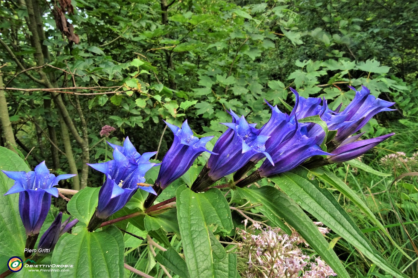 63 Genziana minore (Gentiana asclepiadea).JPG